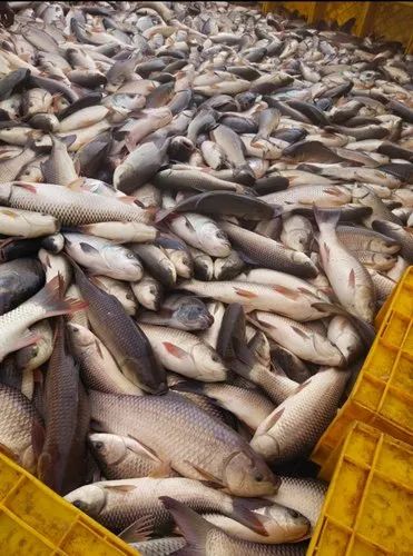 Rohu Fish Wholesale in Alipurduar