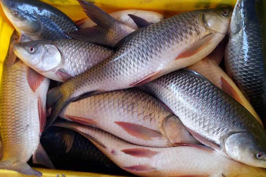 Fresh Fish in Bhatibari